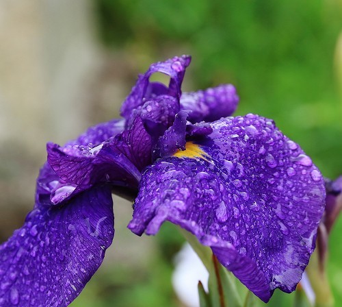 梅雨時だった？_a0289569_11501082.jpg