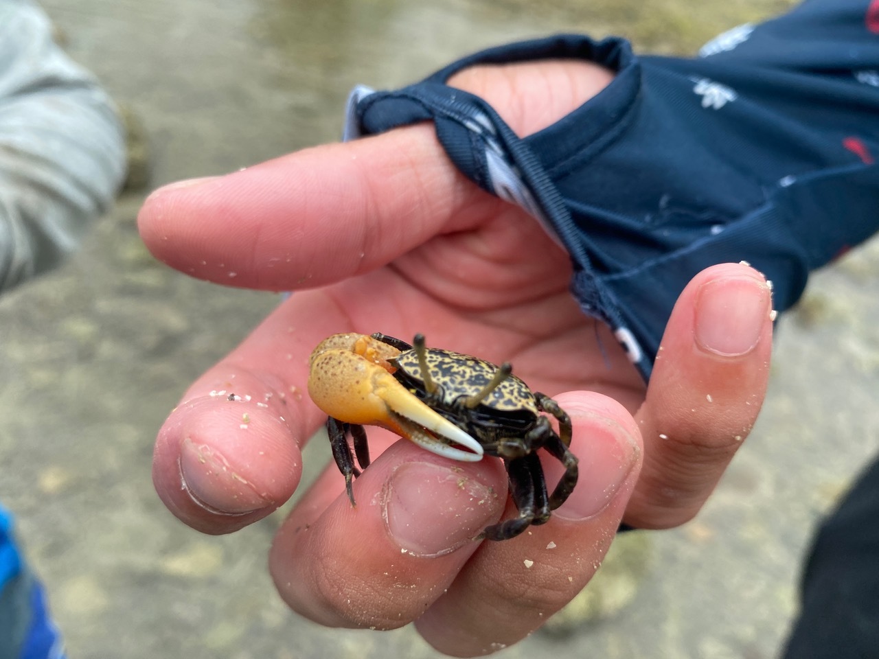 青空ようちえん〔週末〕海辺あそび！（6/27）雨が降る日はその時にしかできない海辺遊びを楽しもう！雲の合間をみて海に出発だ！_d0363878_20030892.jpeg