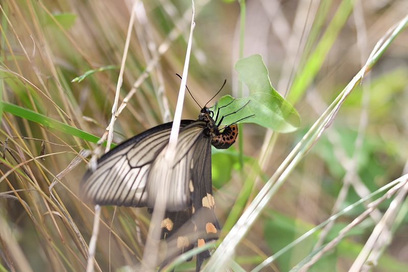 小畔川便り(工事のお知らせ:2021/6/20)_f0031682_09565471.jpg