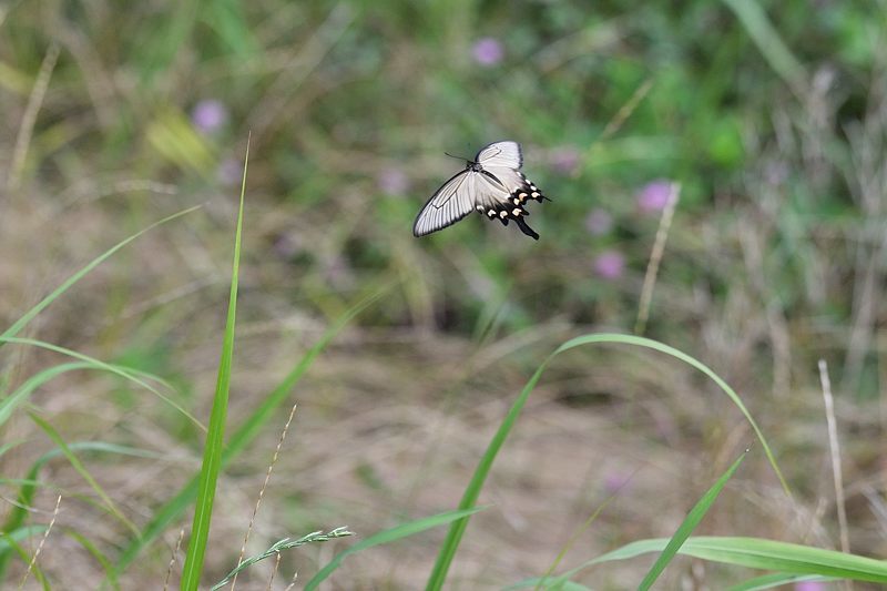 小畔川便り(工事のお知らせ:2021/6/20)_f0031682_09570840.jpg