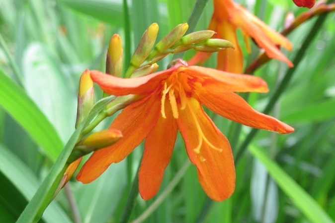 ヒオウギズイセン Teione Blog 平山 貞一