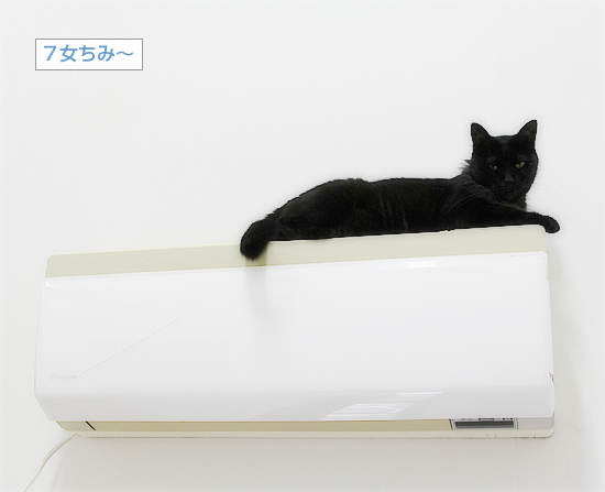 我が家で二番目に大きな猫_a0389088_17064832.jpg