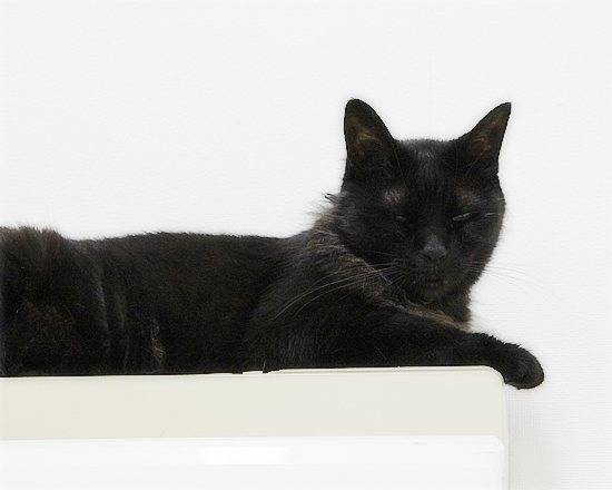 我が家で二番目に大きな猫_a0389088_17083579.jpg