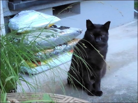 クロのこと そして猫たちのこと 猫と共に老いを生きる クロのこと そして猫たちのこと 猫と共に老いを生きる