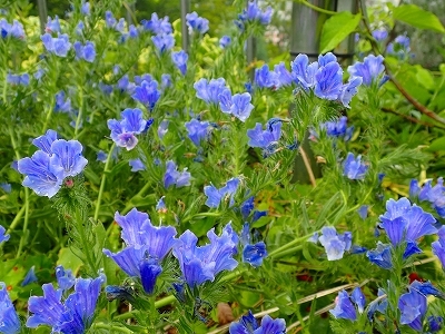 ジャカランダに負けない青色の花_f0203094_16250890.jpg