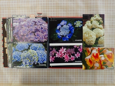 ジャカランダに負けない青色の花_f0203094_16321640.jpg
