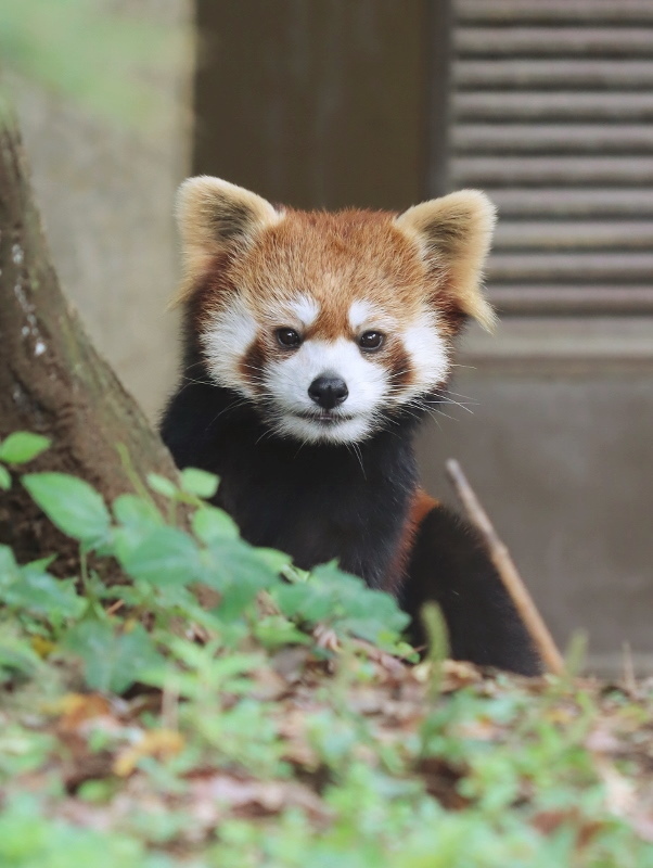 May様専用レッサーパンダ-