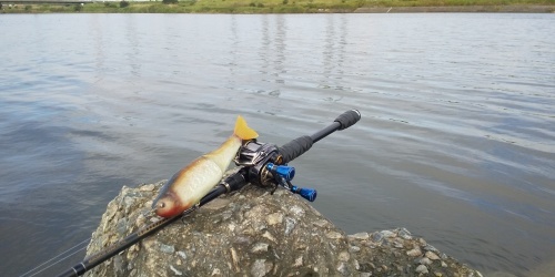 加古川ビッグベイトシーバス 明石の釣り ブログ 明石の釣り ブログ