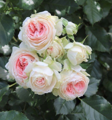 ネイビーシー パシュミナ薔薇切花 | vendee-rehaussement.com