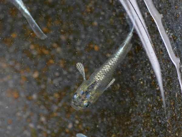 鱗光稚魚 だって おばちゃんだもん