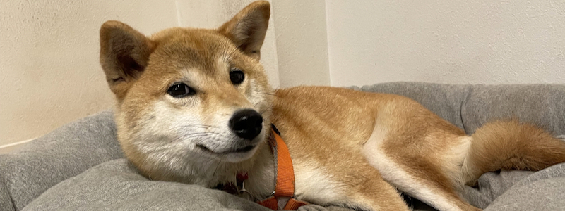 いくえみさんちの白い犬 A Day In The Dog S Life いくえみさんちの白い犬 A Day In The Dog S Life