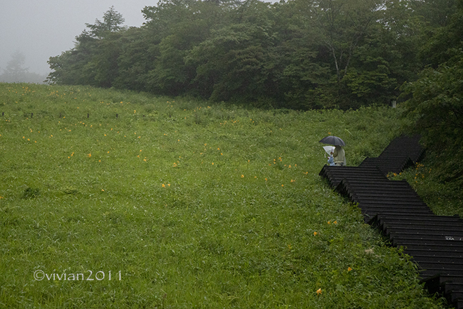 日光　霧降高原キスゲ平園地　～ニッコウキスゲが咲き始めています～_e0227942_22121136.jpg