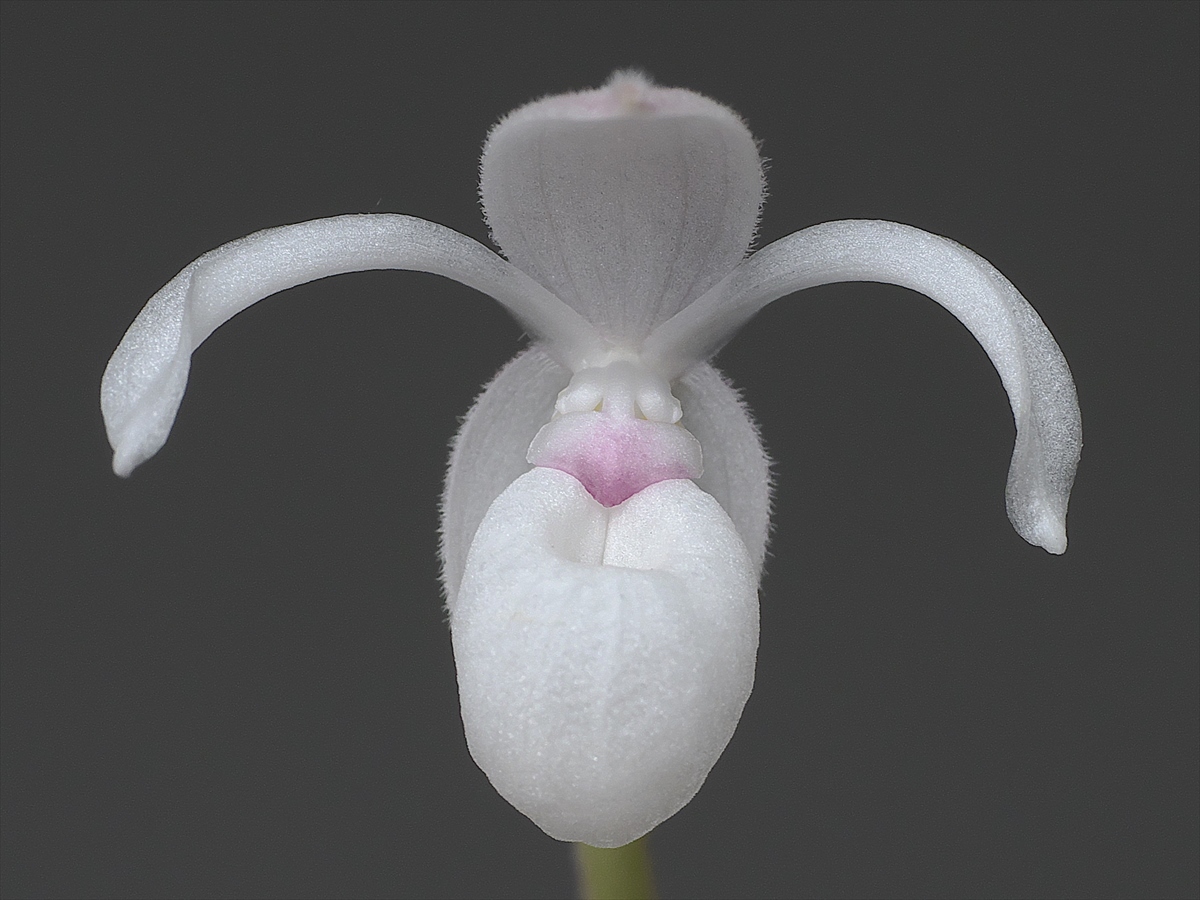 鉢植え　メキシペディウム ゼロフィチカム かわいく咲きました！ - (株)東京オーキット・ナーセリー