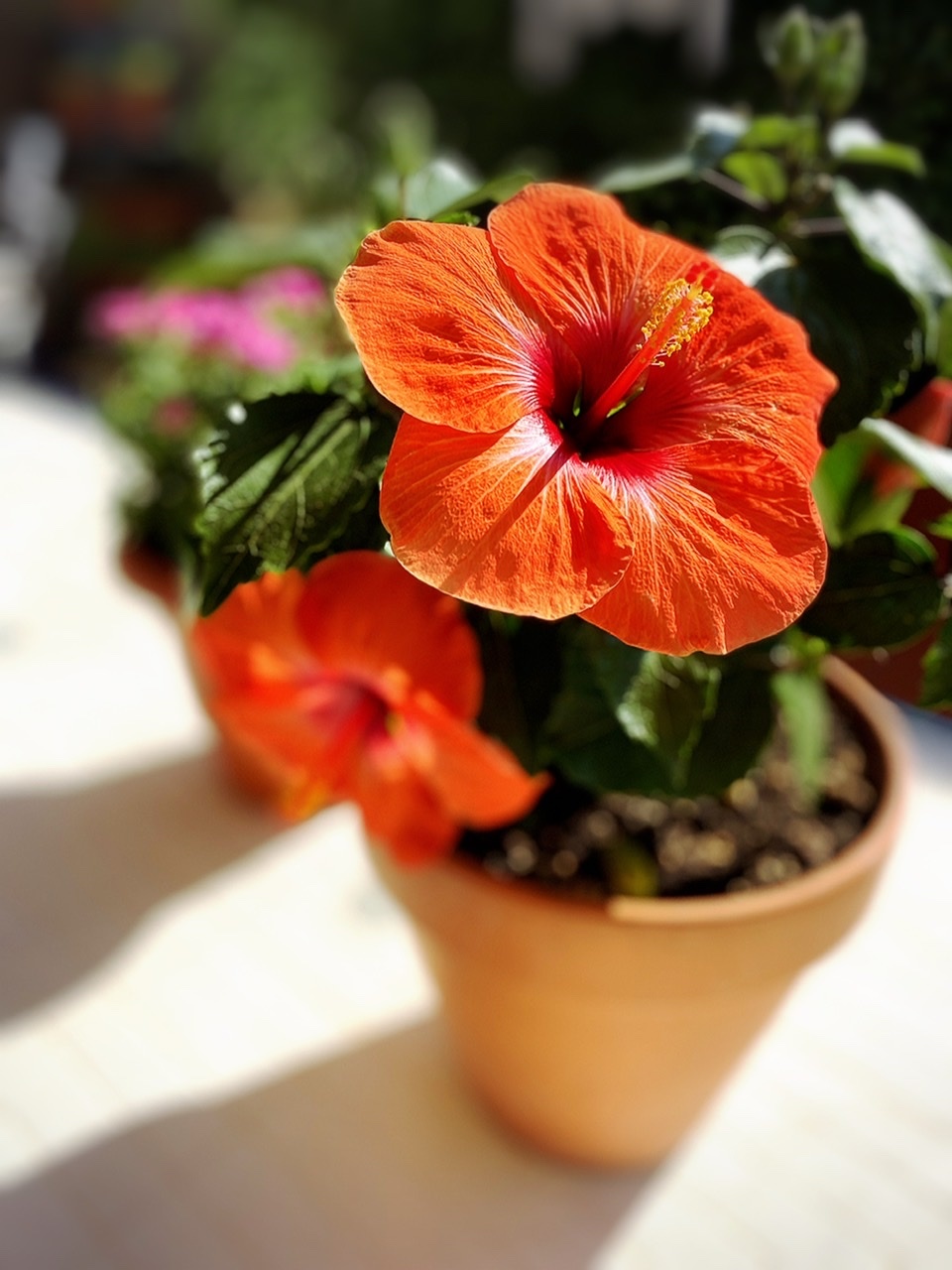 カス江さん大輪の花を コック家の生活 In フィレンツェ