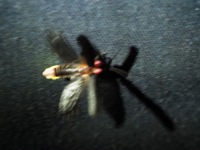 ヘイケボタルとゲンジボタル_c0116915_23123630.jpg