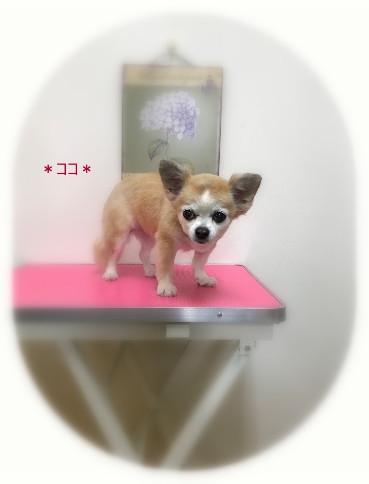 ココちゃん_a0315823_20185984.jpg