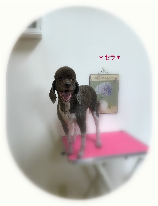 セラちゃん_a0315823_20190590.jpg
