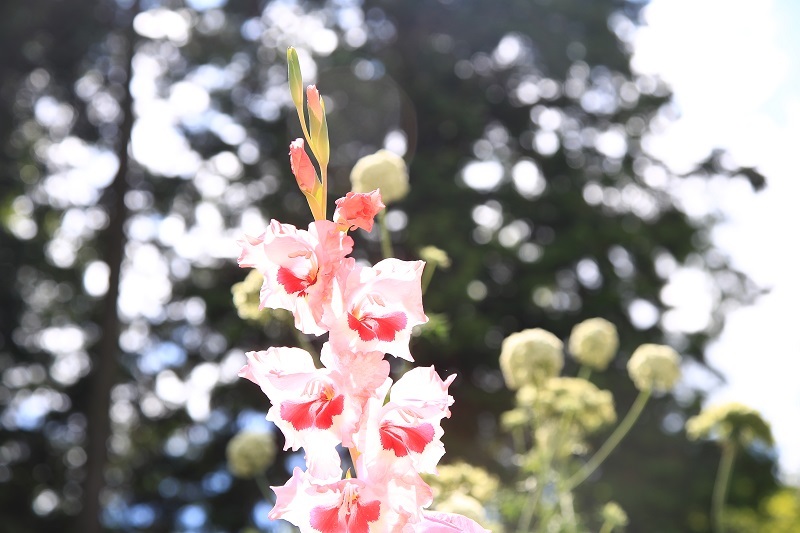 公園に咲く花・・・(4580)_e0349324_08560898.jpg