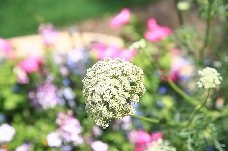 公園に咲く花・・・(4580)_e0349324_08561927.jpg