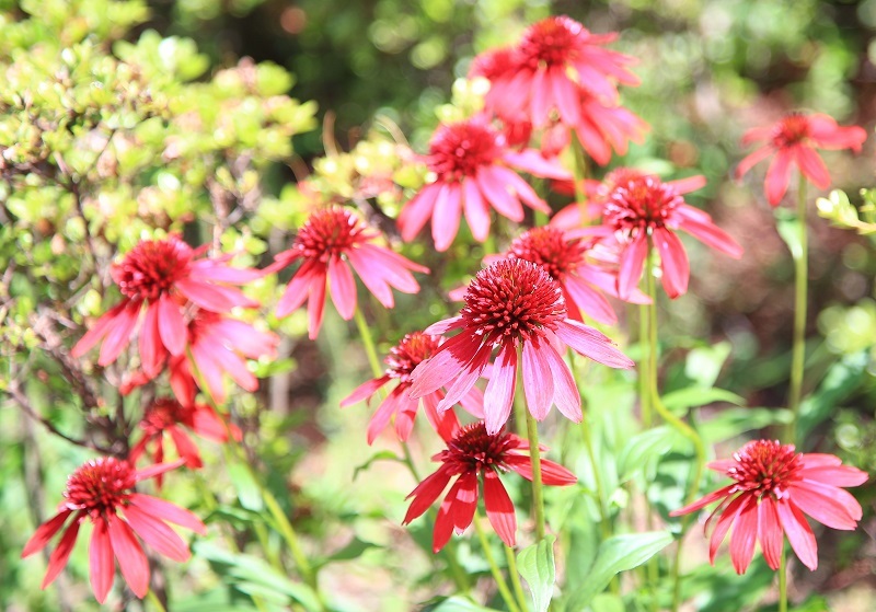 公園に咲く花・・・(4580)_e0349324_08562957.jpg