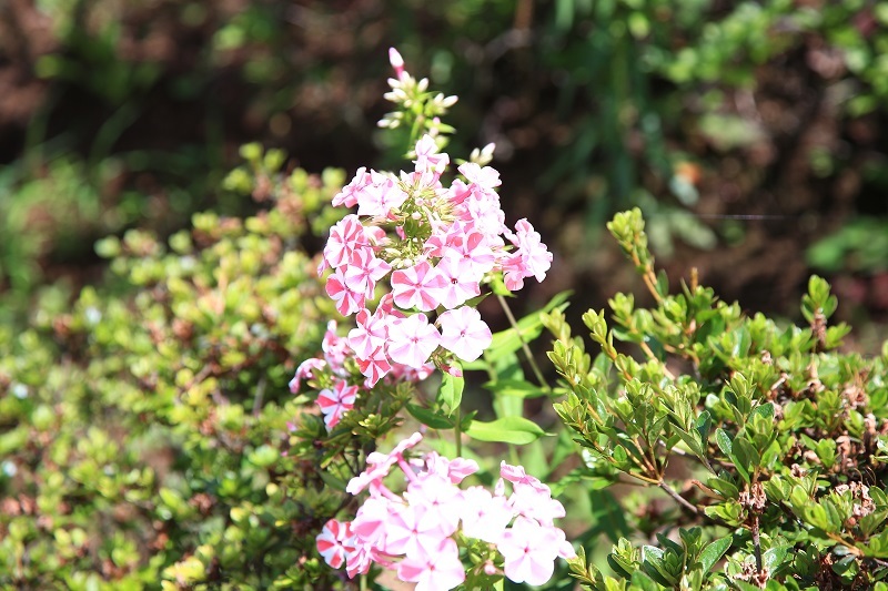 公園に咲く花・・・(4580)_e0349324_08564160.jpg