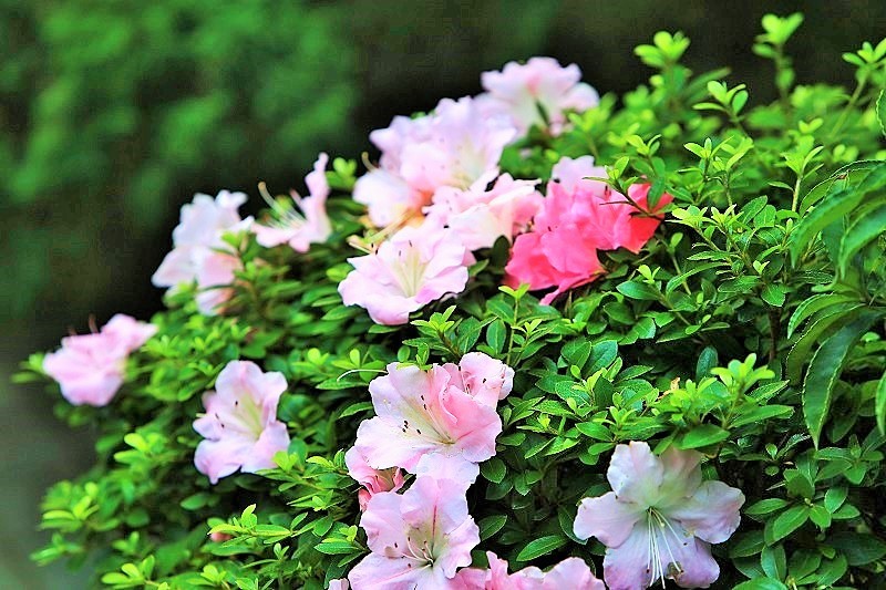 公園に咲く花・・・(4580)_e0349324_08564714.jpg