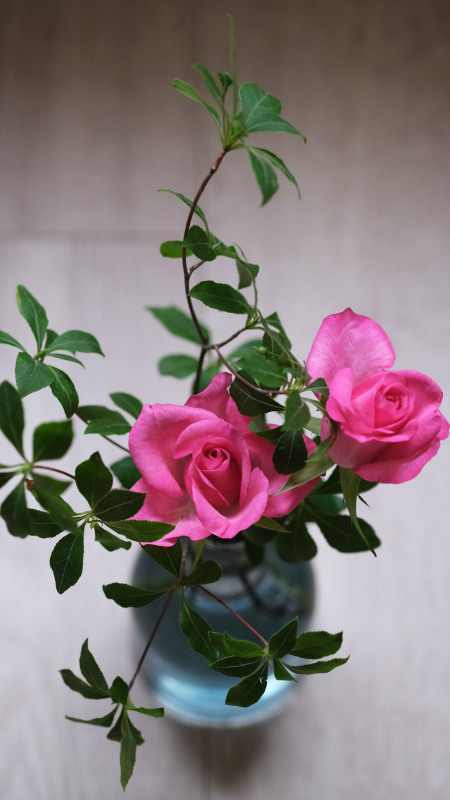チャプチェから・・・チヂミ_d0377645_00324833.jpg