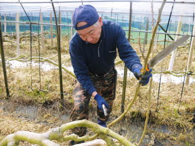 甘熟いちじく　令和3年は8月上旬から出荷可能！1節目からしっかり着果！副梢の芽カギと惜しまぬ手間ひま_a0254656_18471325.jpg