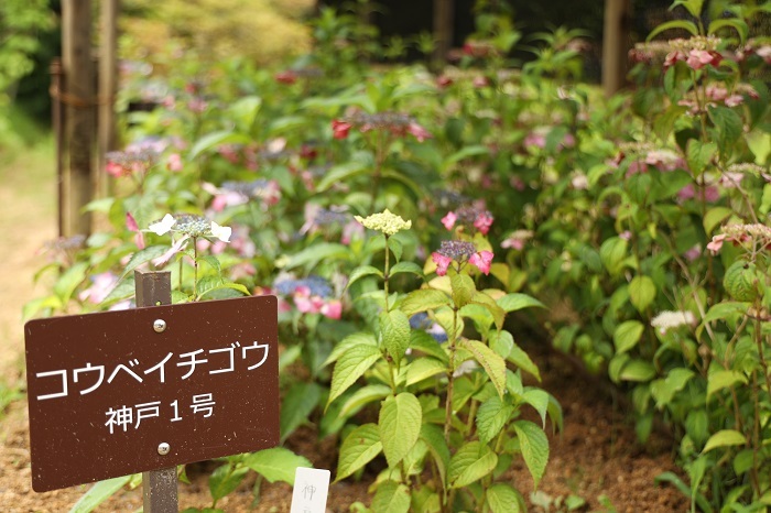 神戸市立森林植物園のあじさい_b0328557_19435106.jpg