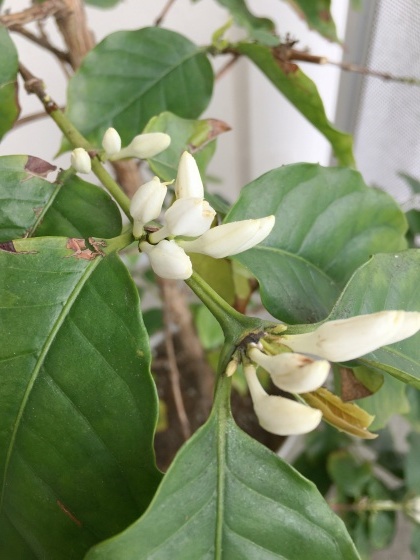 今年もコーヒーの木の花が咲きました_e0045768_22262241.jpg