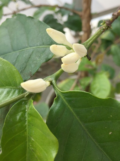 今年もコーヒーの木の花が咲きました_e0045768_22263167.jpg