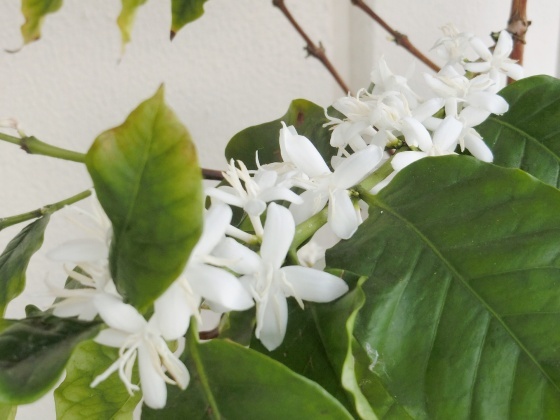今年もコーヒーの木の花が咲きました_e0045768_22265794.jpg