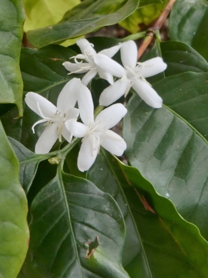 今年もコーヒーの木の花が咲きました_e0045768_22271129.jpg