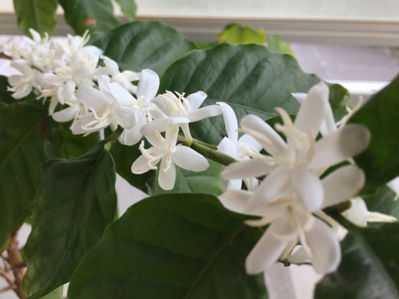 今年もコーヒーの木の花が咲きました_e0045768_22281657.jpg