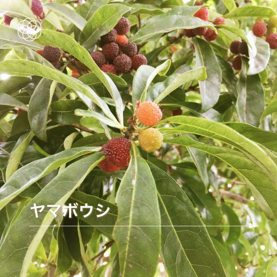 今年もコーヒーの木の花が咲きました_e0045768_22364502.jpg