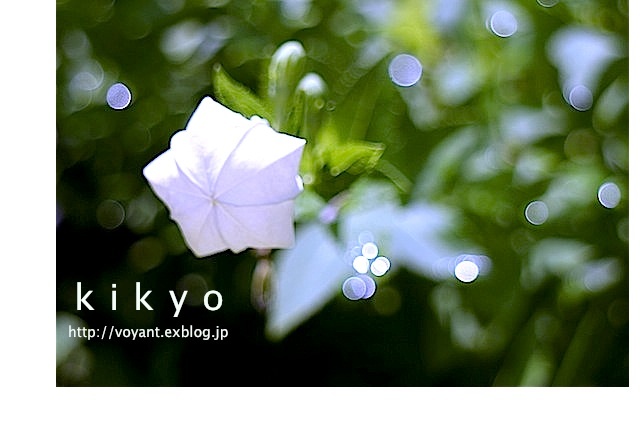 再生の力 6月の庭より_d0316986_16012305.jpg