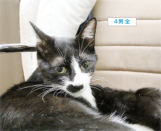 ぐずる子猫_a0389088_09073022.jpg