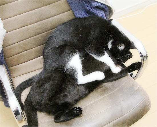 ぐずる子猫_a0389088_09073165.jpg