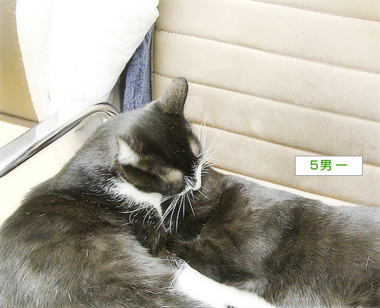 ぐずる子猫_a0389088_09073171.jpg