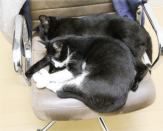 ぐずる子猫_a0389088_09073173.jpg
