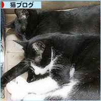 ぐずる子猫_a0389088_09073184.jpg