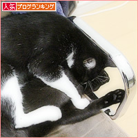 ぐずる子猫_a0389088_09073197.jpg