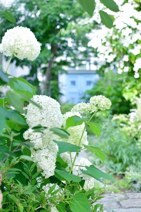 庭の紫陽花 2021　そして紫陽花の錦玉_d0025294_18541358.jpg