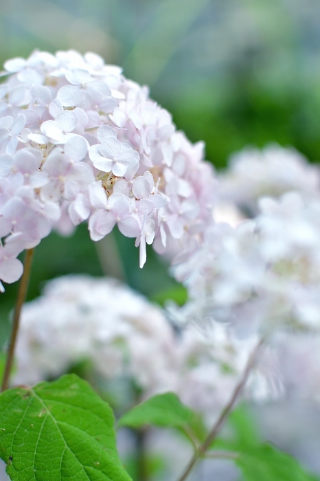 庭の紫陽花 2021　そして紫陽花の錦玉_d0025294_18544176.jpg