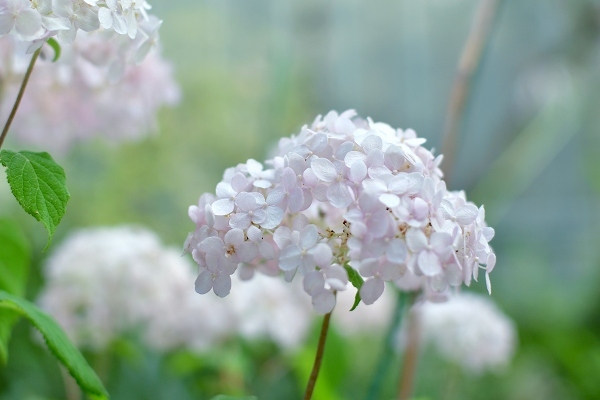 庭の紫陽花 2021　そして紫陽花の錦玉_d0025294_18545730.jpg