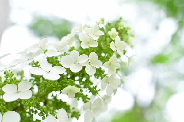 庭の紫陽花 2021　そして紫陽花の錦玉_d0025294_18551786.jpg