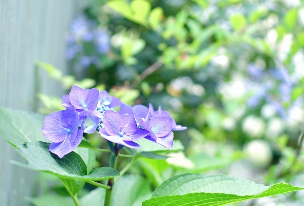 庭の紫陽花 2021　そして紫陽花の錦玉_d0025294_18553990.jpg