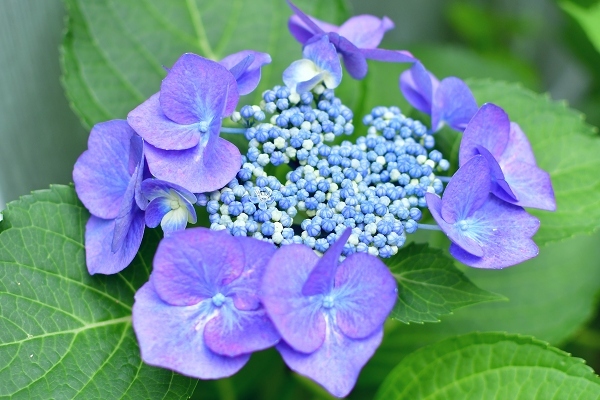 庭の紫陽花 2021　そして紫陽花の錦玉_d0025294_18555735.jpg