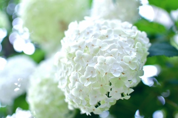 庭の紫陽花 2021　そして紫陽花の錦玉_d0025294_18562551.jpg