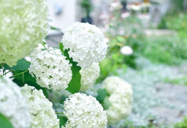 庭の紫陽花 2021　そして紫陽花の錦玉_d0025294_18564152.jpg